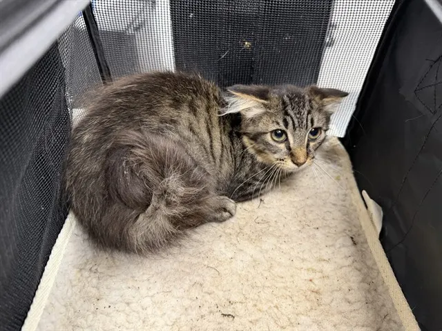 Adoptable Cat