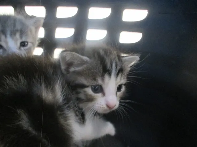 Adoptable Cat