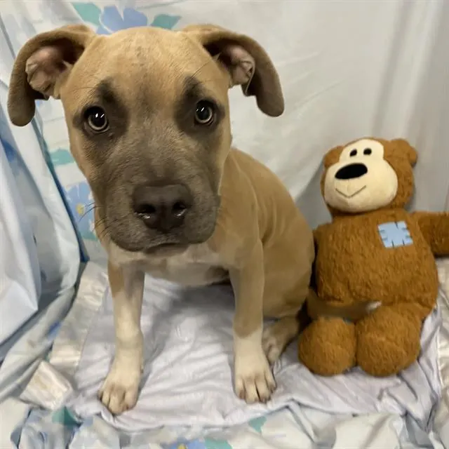 Adoptable Dog