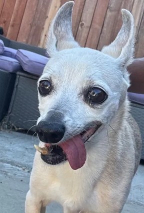 Adoptable Dog