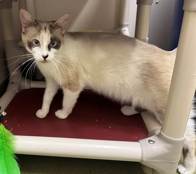Adoptable Cat