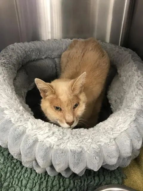 Adoptable Cat