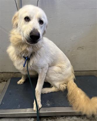 Adoptable Dog