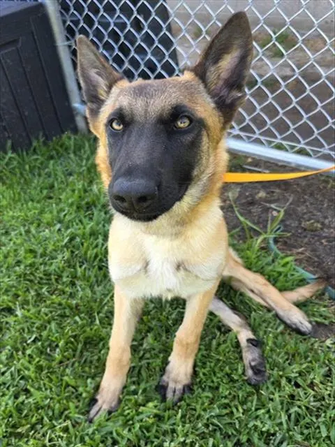 Max