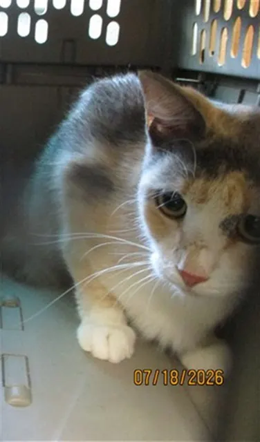 Adoptable Cat
