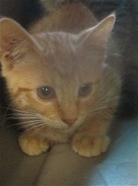Adoptable Cat