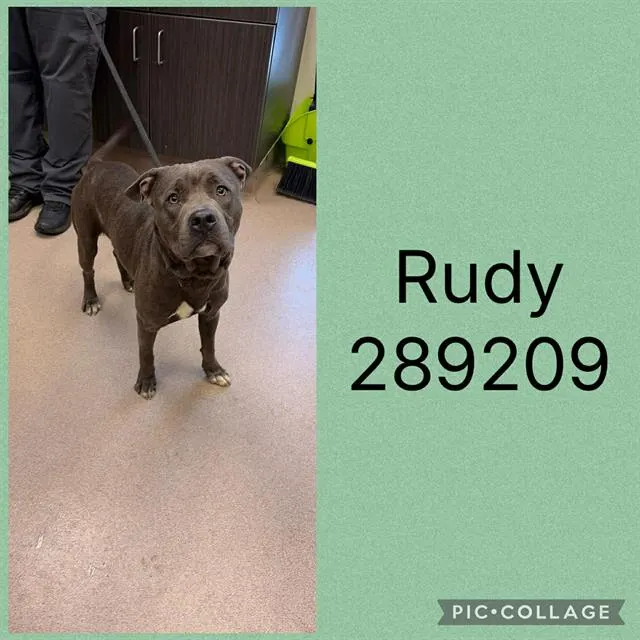 Rudy