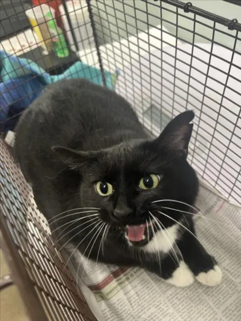 Oreo