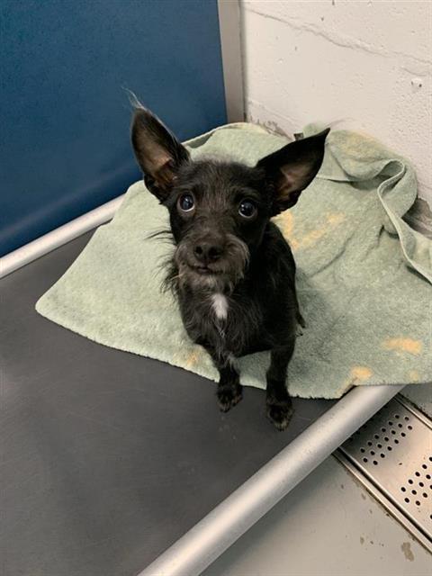Adoptable Dog