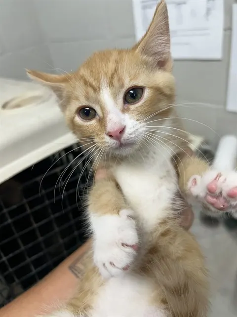 Adoptable Cat