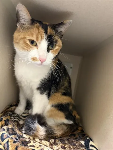 Nala