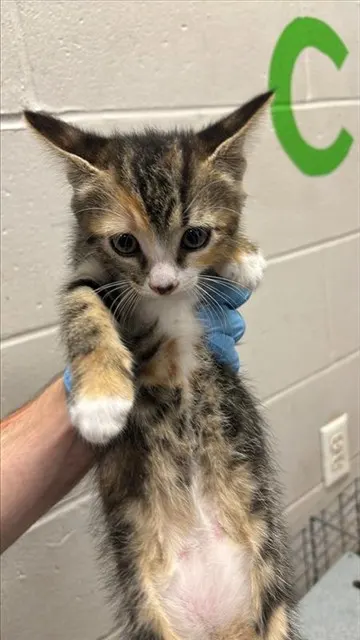 Adoptable Cat