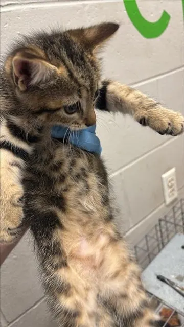 Adoptable Cat