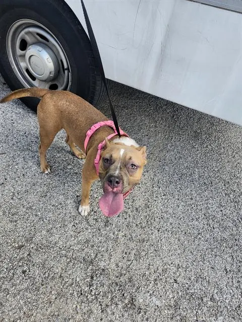 Biscuit