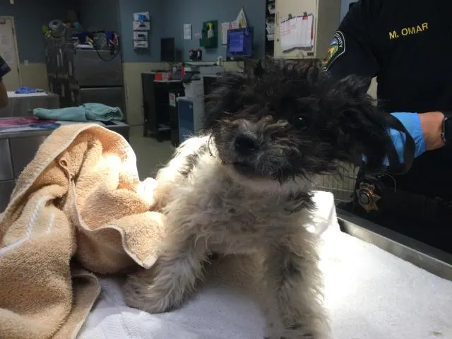 Adoptable Dog