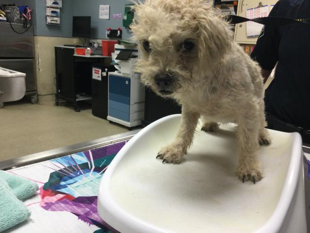 Adoptable Dog