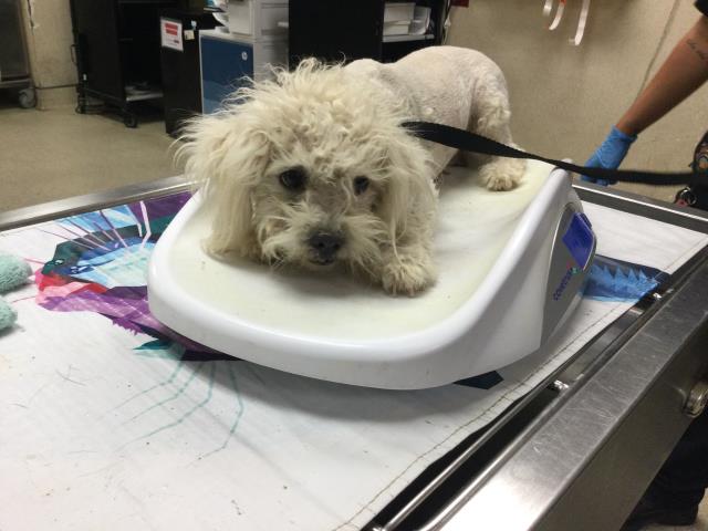 Adoptable Dog