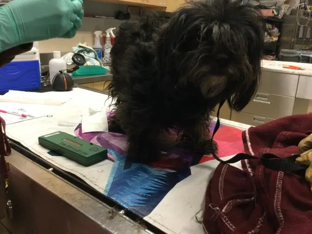 Adoptable Dog