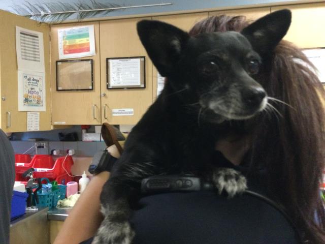 Adoptable Dog