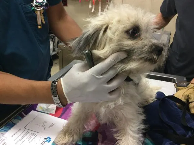 Adoptable Dog