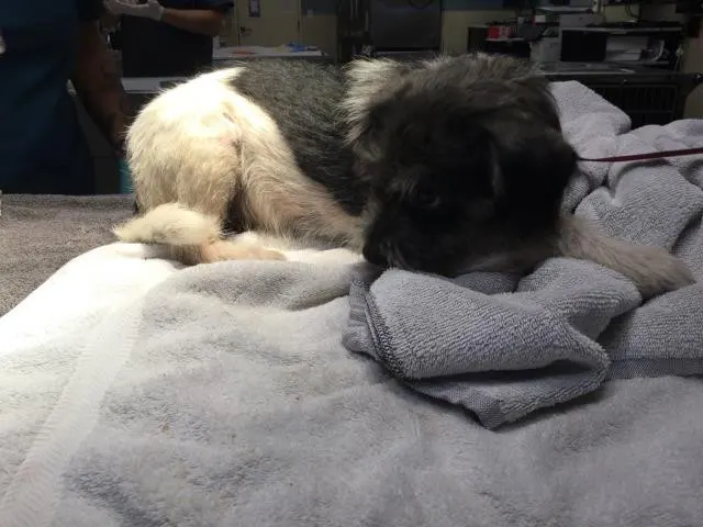 Adoptable Dog
