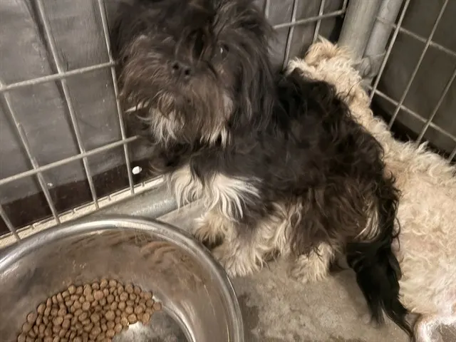 Adoptable Dog