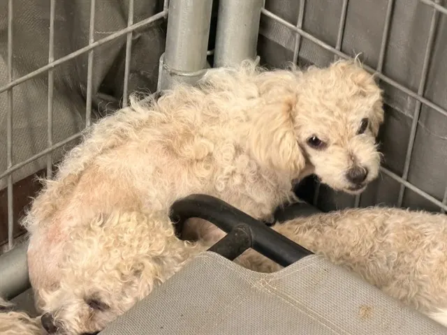 Adoptable Dog