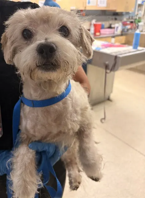 Adoptable Dog