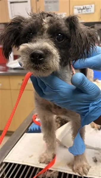 Adoptable Dog