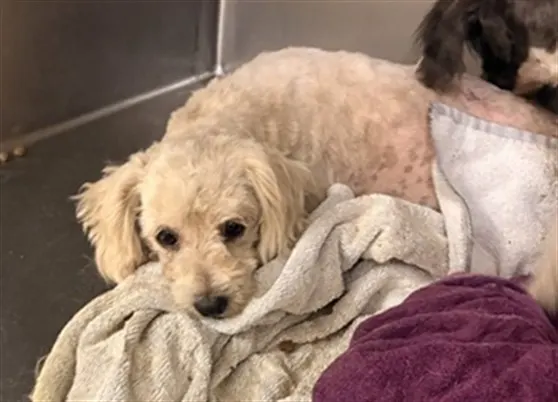 Adoptable Dog