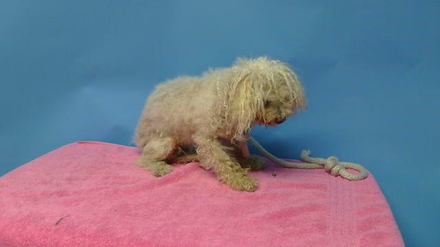 Adoptable Dog