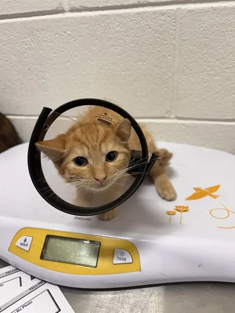 *Leo
