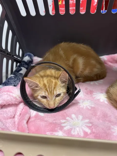 *Loki