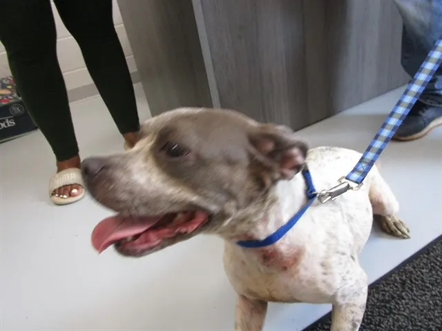 Adoptable Dog