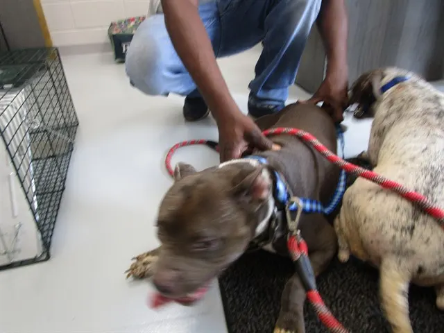 Adoptable Dog