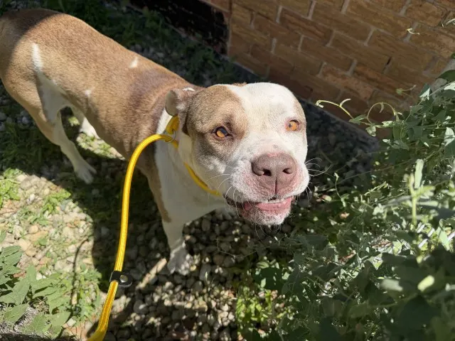 Adoptable Dog