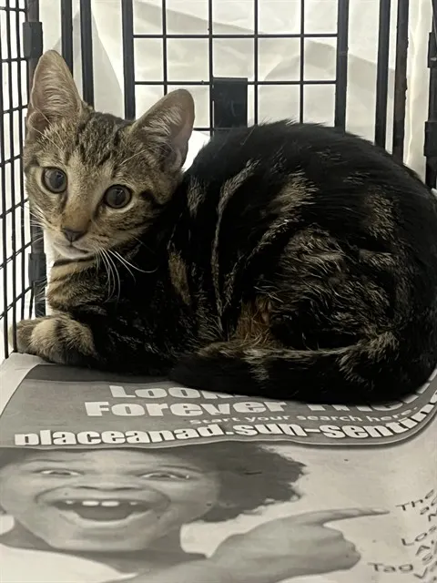 Adoptable Cat