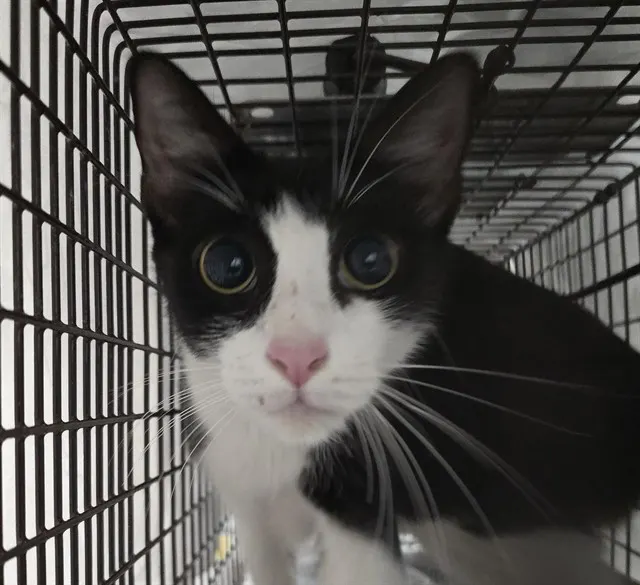 Adoptable Cat