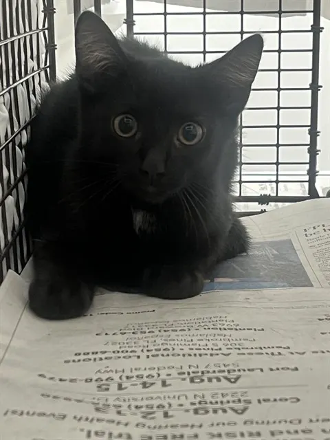 Adoptable Cat