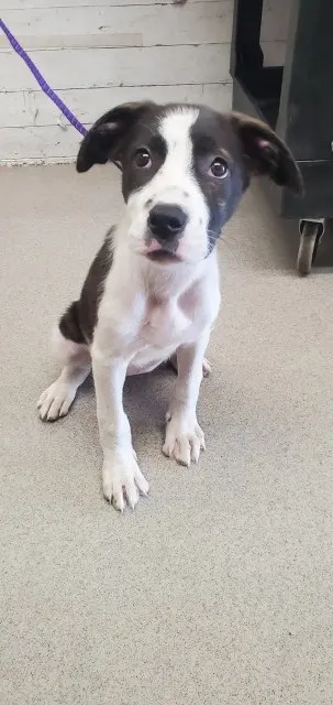 Daphne