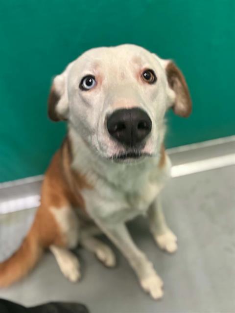Adoptable Dog