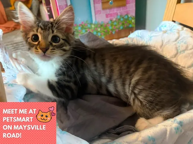 Nala