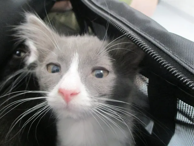 Adoptable Cat