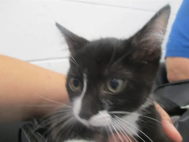 Adoptable Cat
