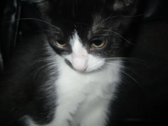 Adoptable Cat