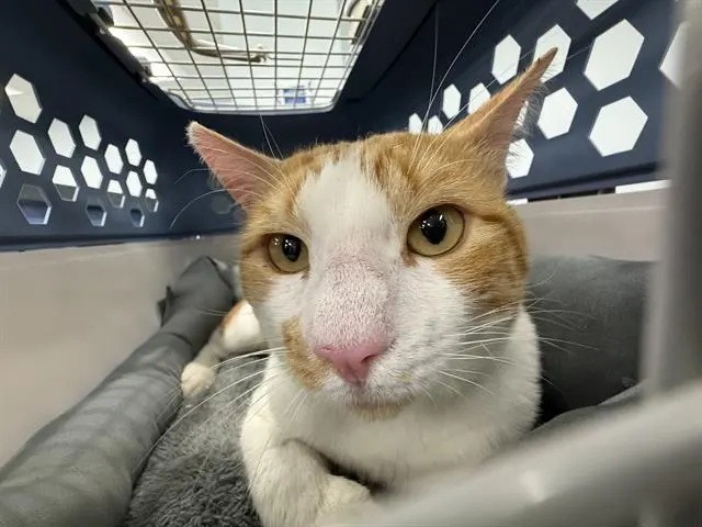 Adoptable Cat