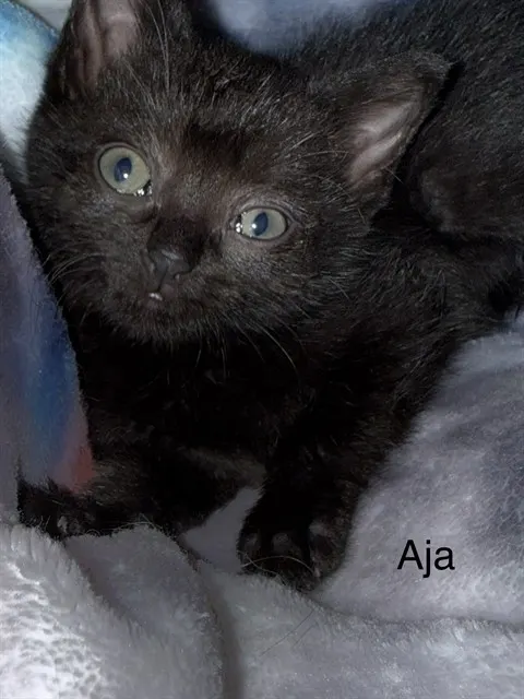 *Aja