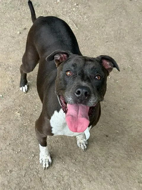 Sammy