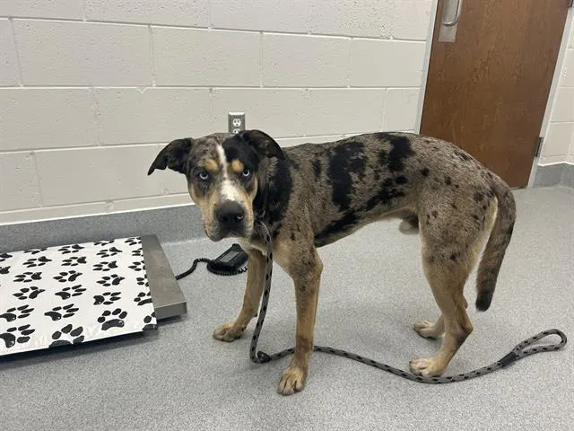 Adoptable Dog