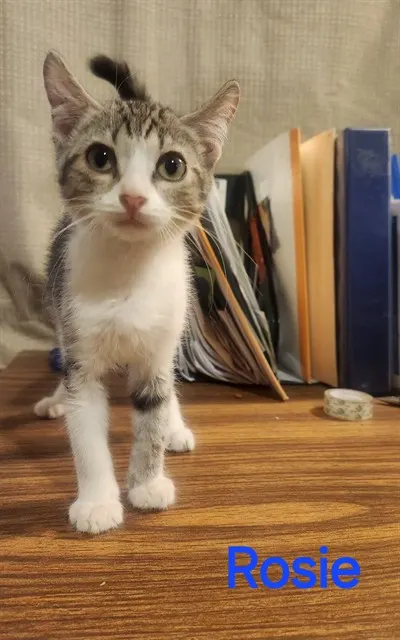 Rosie